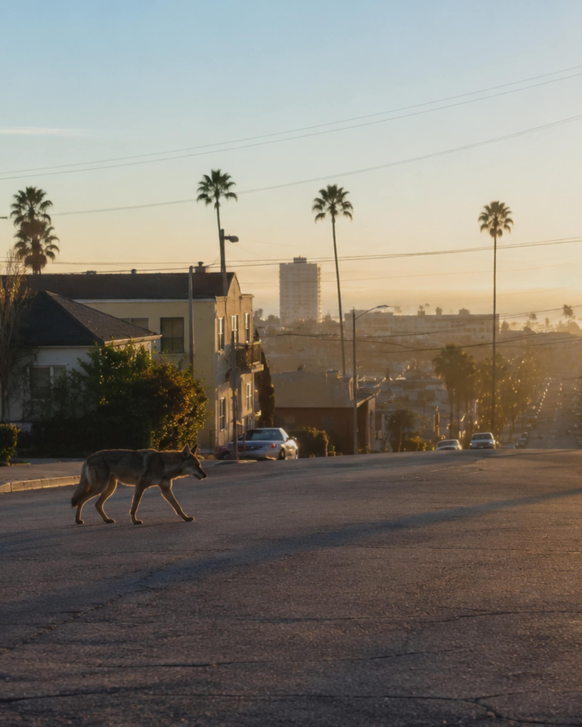 FERN + FIN Field Study coyote in an urban Los Angeles setting.